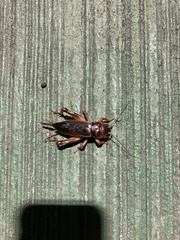 Tarbinskiellus portentosus