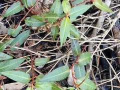 Persicaria strigosa