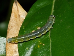 Cryptoptila immersana