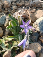 Campanula scabrella