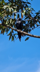 Corvus coronoides