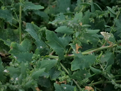 Atriplex prostrata