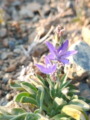 Campanula scabrella