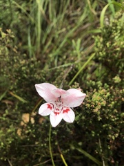 Gladiolus debilis
