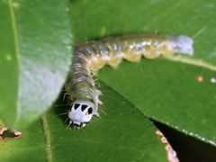 Cryptoptila immersana