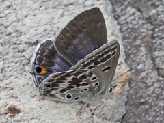 Lepidochrysops patricia