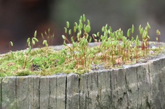 Ptychostomum capillare