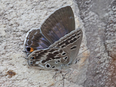 Lepidochrysops patricia