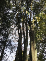 Cupressoideae