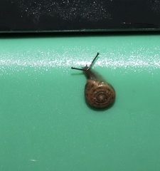 Polygyrinae