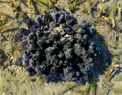 Porifera