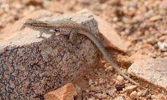 Uta stansburiana elegans