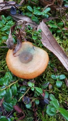 Lactarius deterrimus