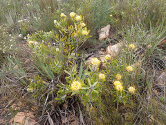 Leucospermum cuneiforme