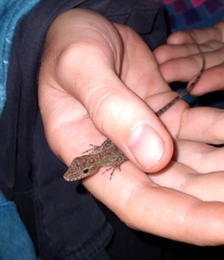 Anolis peraccae
