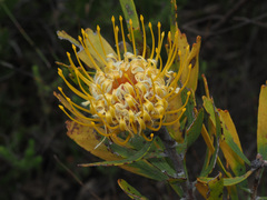 Leucospermum cuneiforme