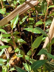 Persicaria strigosa