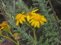 Senecio ilicifolius