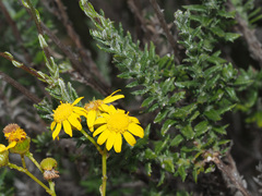 Senecio ilicifolius