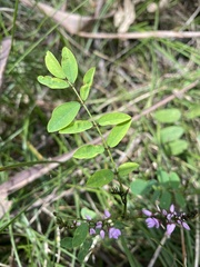 Indigofera australis
