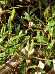 Persicaria strigosa