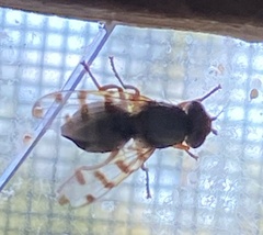 Ceroxys