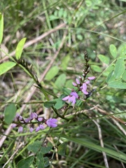 Indigofera australis
