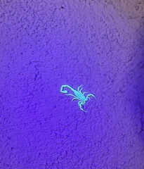 Centruroides sculpturatus