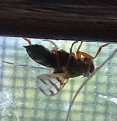 Ceroxys