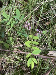 Indigofera australis