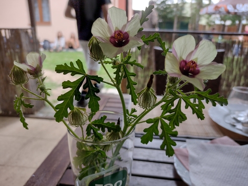 ibištek trojdielny (Hibiscus trionum)