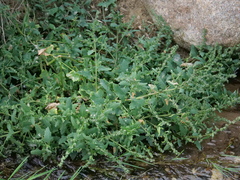 Atriplex prostrata