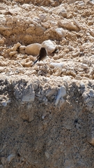 Malurus cyaneus