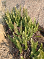 Polystichum lemmonii