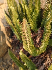 Polystichum lemmonii