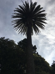 Phoenix canariensis
