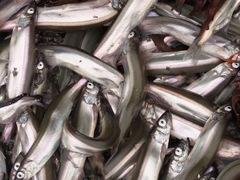 Mallotus catervarius