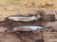 Mallotus catervarius