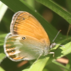 Coenonympha arcania