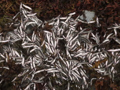 Mallotus catervarius