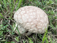 Calvatia cyathiformis