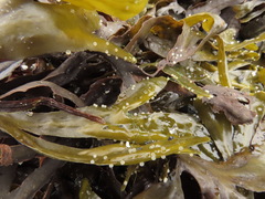 Mallotus catervarius