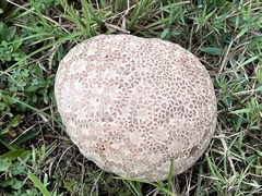 Calvatia cyathiformis