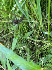 Tigrosa helluo