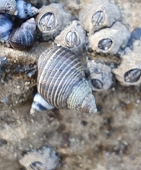 Austrolittorina cincta