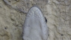 Mediodactylus sagittifer