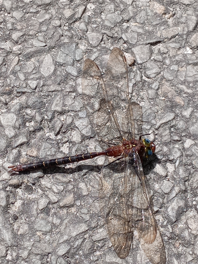Cephalaeschna triadica