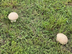 Calvatia cyathiformis
