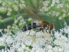 Leucozona glaucia