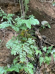 Adiantum trapeziforme